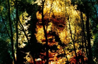 wald-0b027d51-6f3b-4177-86cf-a0dd9100c5d0